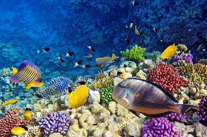 Marsa Mubarak : snorkeling avec tortues et recherche du dugong 4