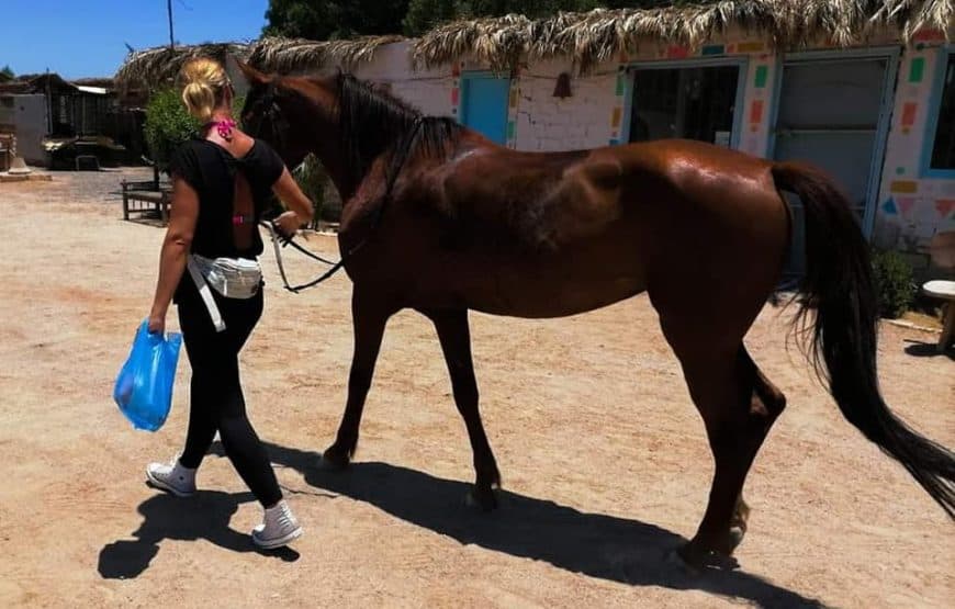 Reiten in Hurghada: Strand- und Wüstenausritt 2
