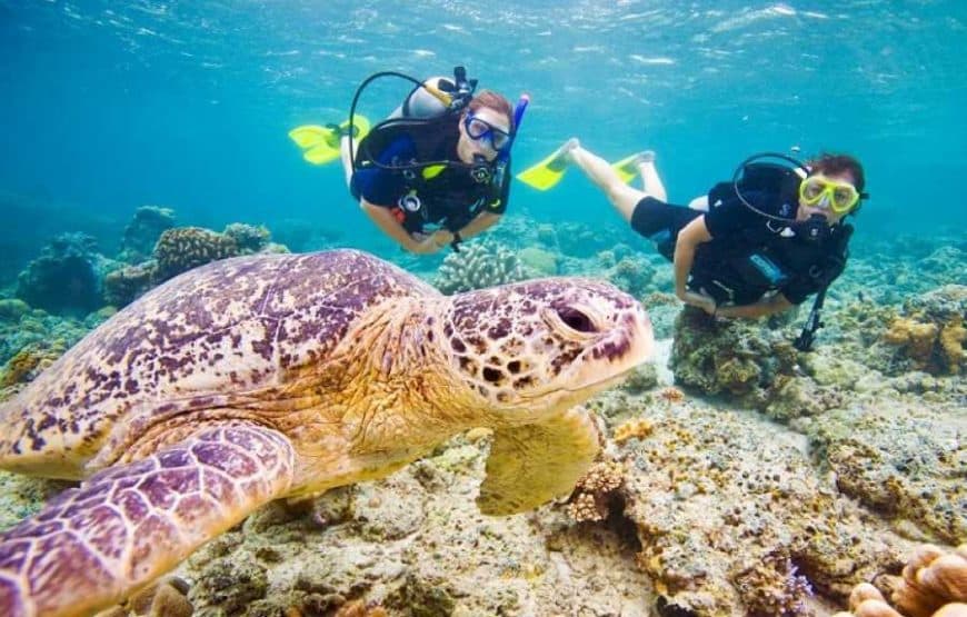 Ras Mohammed: Tauchen & Schnorcheln mit White Island