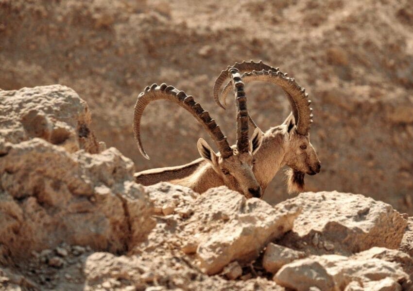 Egypt’s Desert Animals: Wildlife, History & Conservation
