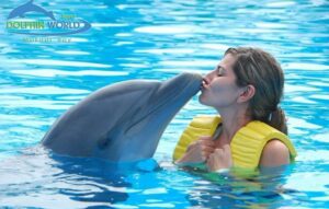 Private Tour to Dolphin House