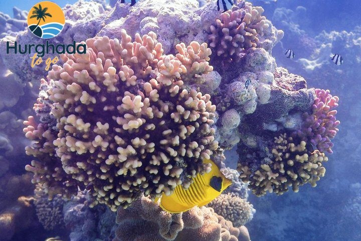 Mahmya Island Snorkeling Tour : Red Sea Crystal Waters