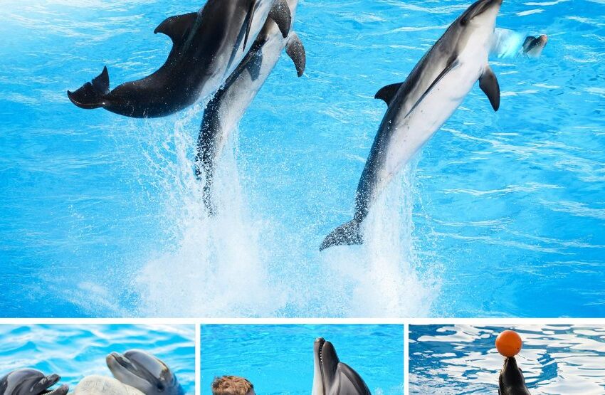 Amazing Hurghada Dolphin Show Experience for All Ages 2026