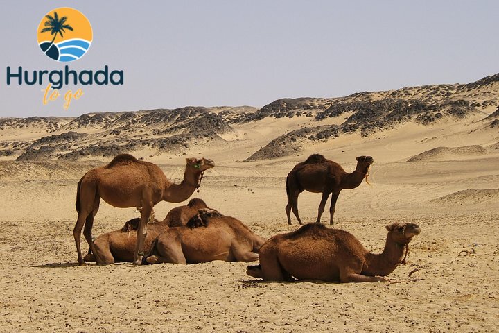 Super Safari Tour in Hurghada : Best Desert Adventure