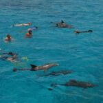 Swimming with Dolphins & Snorkeling Trip in Hurghada 2 spots adventure