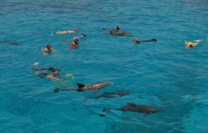 Hurghada Swimming with Dolphins Snorkeling Tour