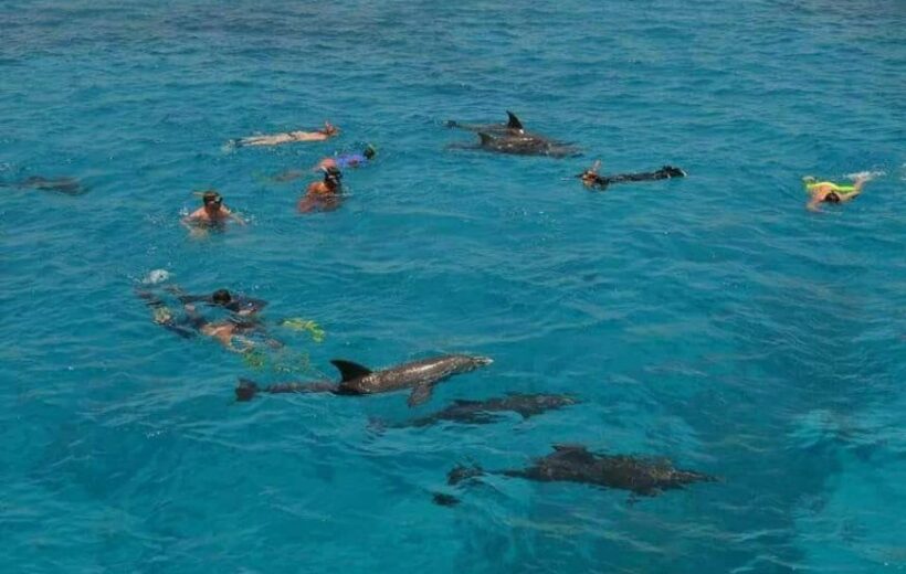 Hurghada To Go Your Guide To Discover Mahmya Island Unforgettable Swimming with Dolphins Snorkeling Tour in 2 spots