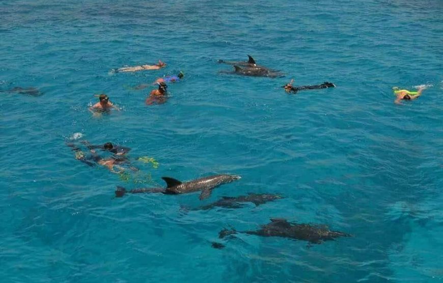Hurghada Swimming with Dolphins Snorkeling Tour