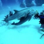 Scuba Diving Tour in Hurghada : Explore the Red Sea