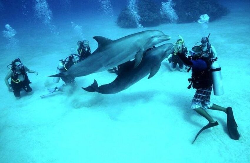 Scuba Diving Tour For Certified Divers with Lunch