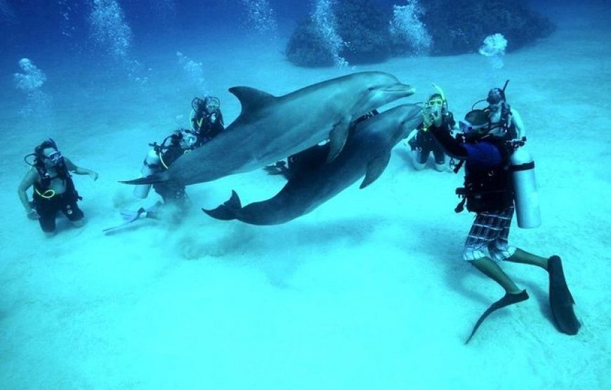 Scuba Diving Tour For Certified Divers with Lunch