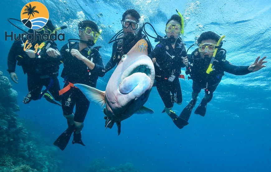 Scuba Diving Tour in Hurghada : Explore the Red Sea