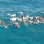 Swimming with Dolphins & Snorkeling Trip in Hurghada 2 spots adventure