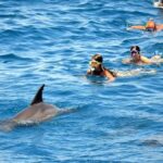 Swimming with Dolphins & Snorkeling Trip in Hurghada 2 spots adventure