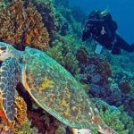 Scuba Diving Tour For Certified Divers with Lunch 2026