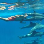Swimming with Dolphins & Snorkeling Trip in Hurghada 2 spots adventure