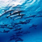 Swimming with Dolphins & Snorkeling Trip in Hurghada 2 spots adventure