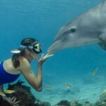 Swimming with Dolphins & Snorkeling Trip in Hurghada 2 spots adventure