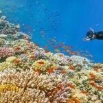 Mahmya Island Snorkeling Tour : Red Sea Crystal Waters