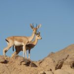 Sunrise Quad Bike 3 hours in Hurghada with Desert Safari Adventure