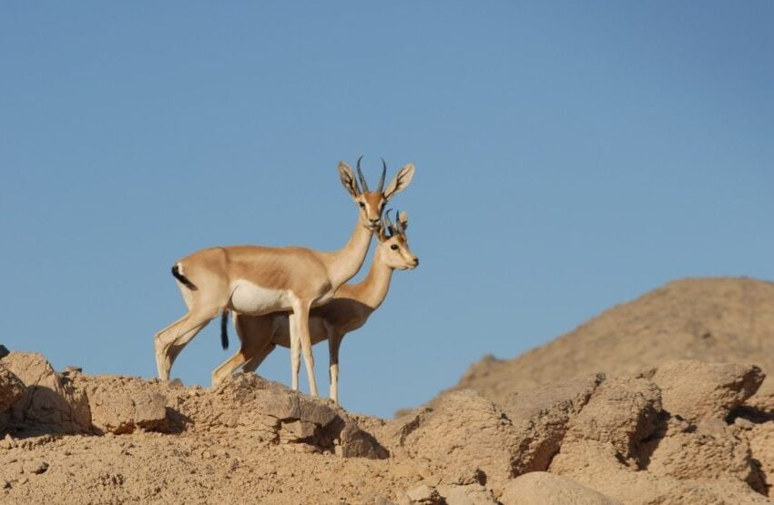 Sunrise Quad Bike Tour Hurghada