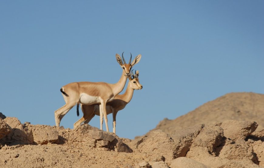 Sunrise Quad Bike Tour Hurghada