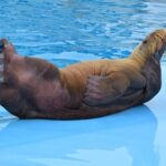 Amazing Hurghada Dolphin Show Experience for All Ages 2026