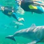 Swimming with Dolphins & Snorkeling Trip in Hurghada 2 spots adventure