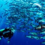Scuba Diving Tour For Certified Divers with Lunch 2026