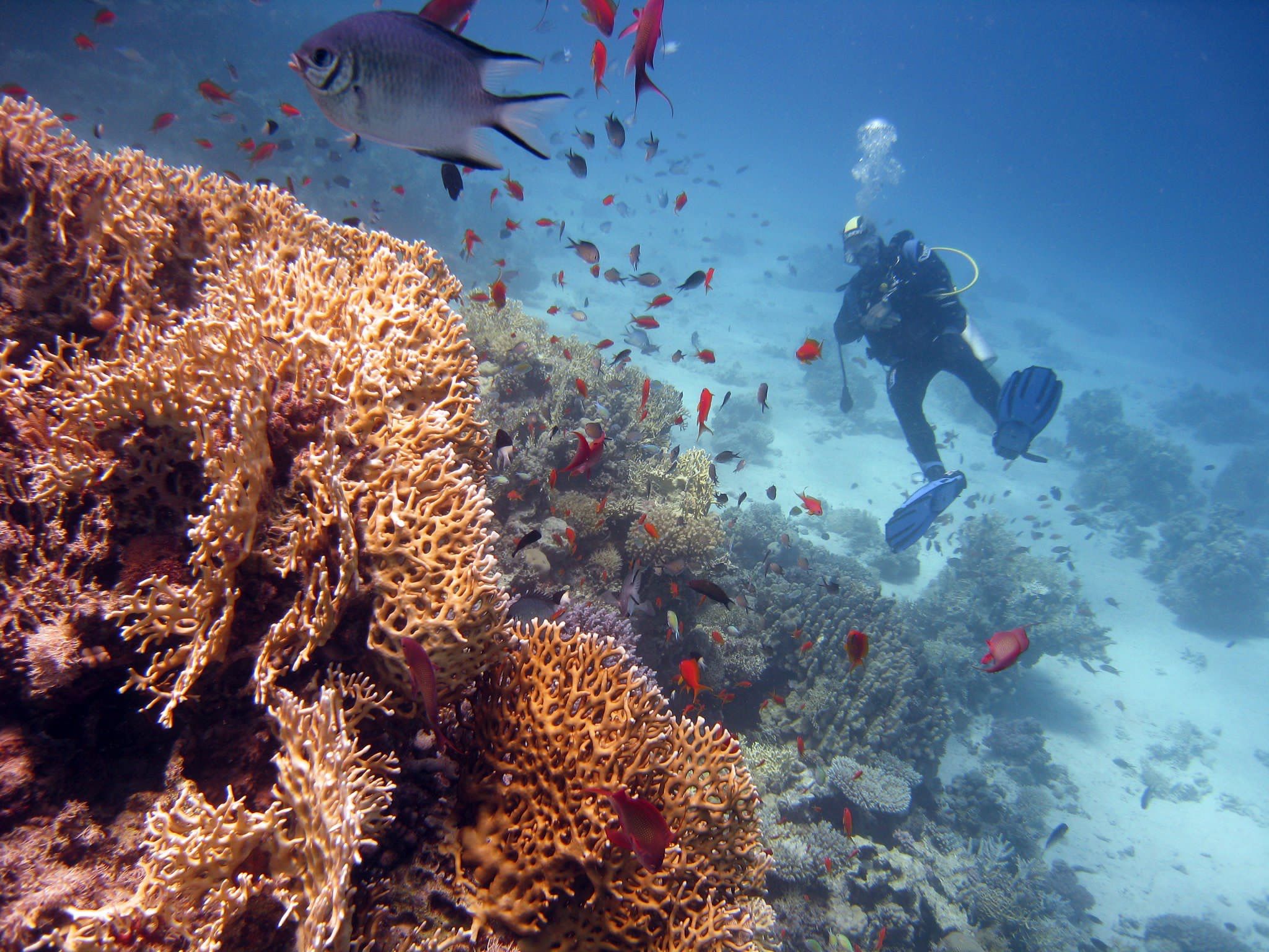Mahmya Island with love All You Need to Know HurghadaToGo 2025 Mahmya Island underwater