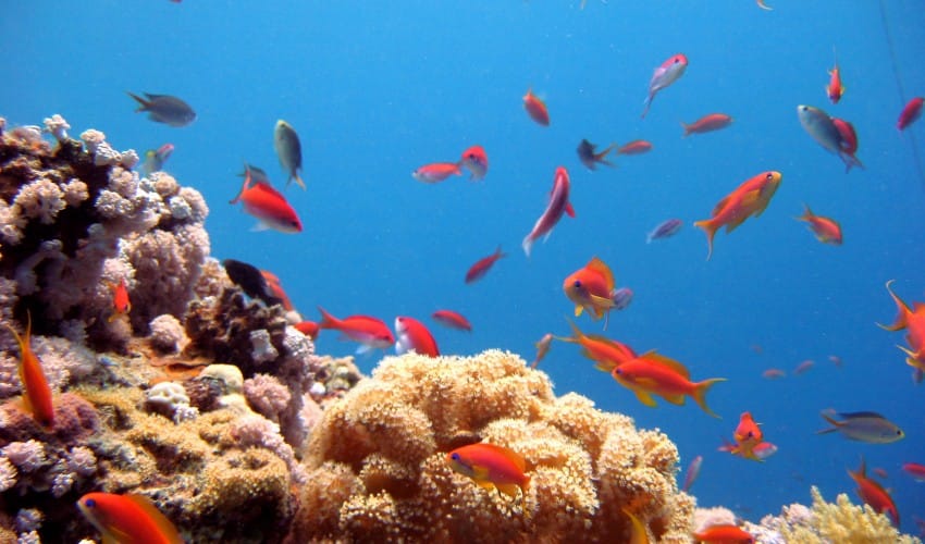 Flora und Fauna Ägyptens