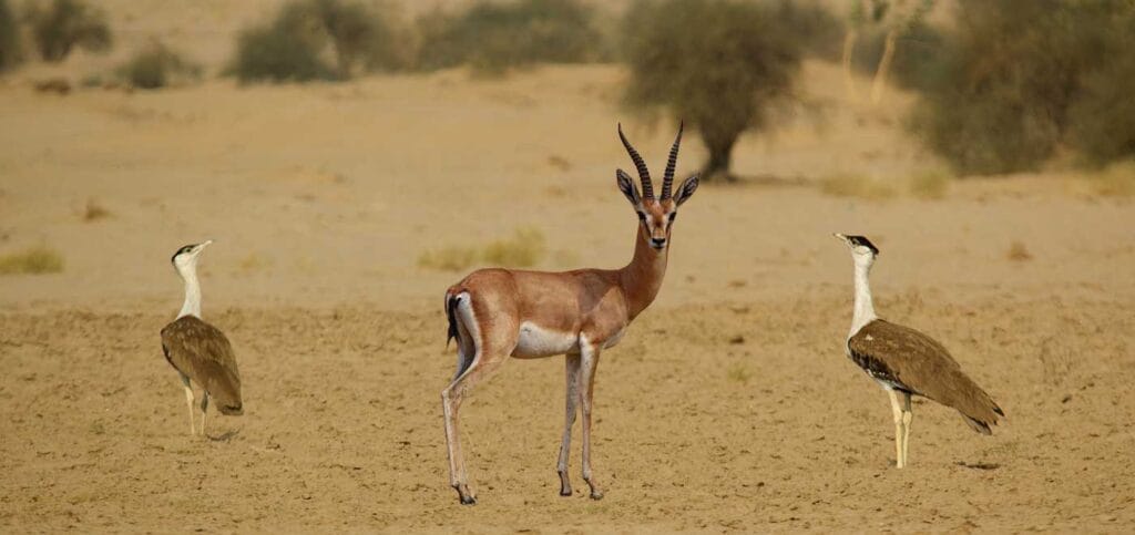 Flora und Fauna Ägyptens