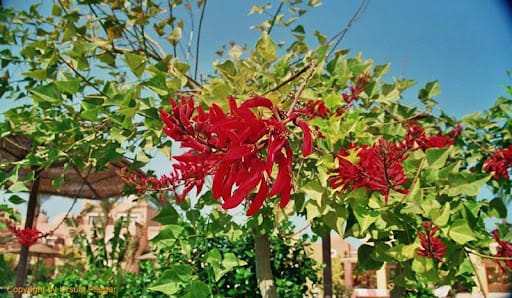 Flora und Fauna Ägyptens