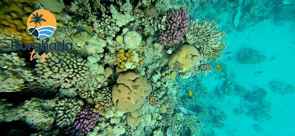 Mahmya Island Trip from Hurghada : Boat & Snorkeling