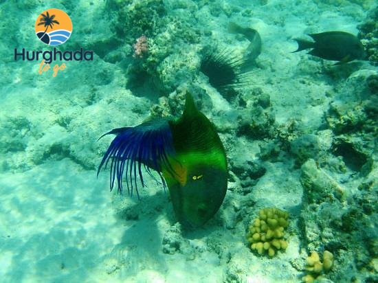 Mahmya Island Trip from Hurghada : Boat & Snorkeling