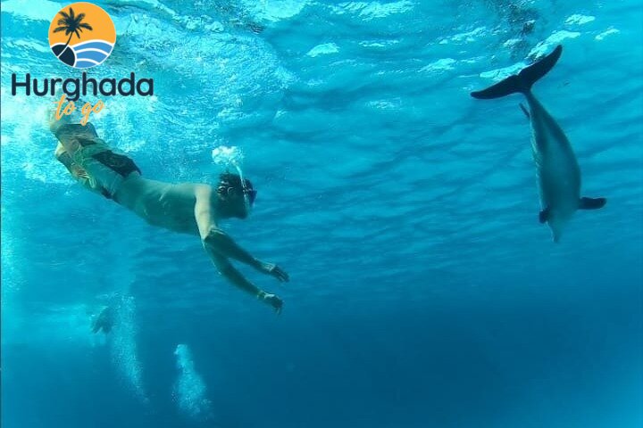 Dolphin House Tour from El Gouna : Swim & Snorkel