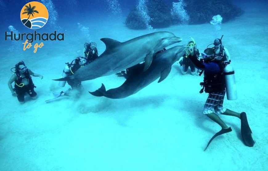 Dolphin House Tour from El Gouna : Swim & Snorkel