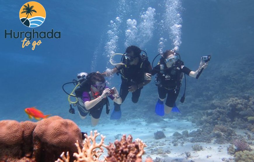 Dolphin House Tour from El Gouna : Swim & Snorkel