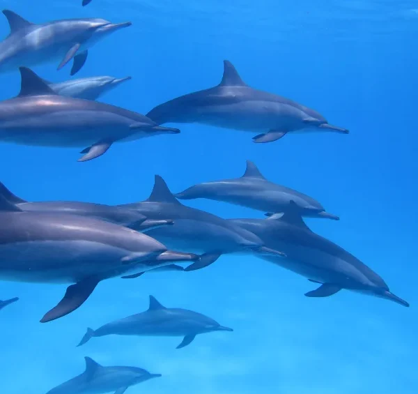 Swimming with Dolphins