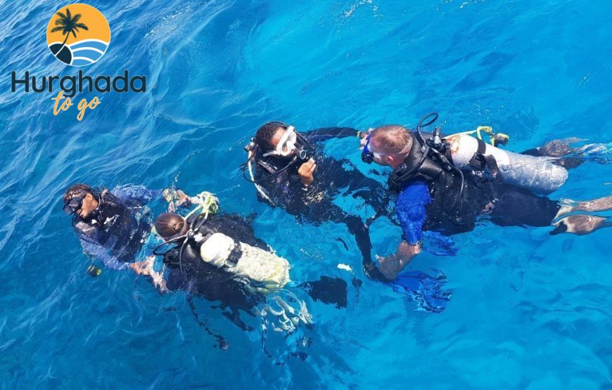 Dolphin House Tour from El Gouna : Swim & Snorkel