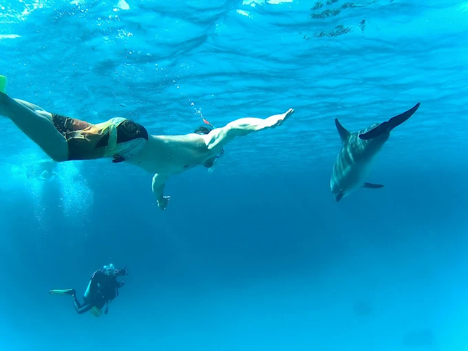 Dolphin house hurghada