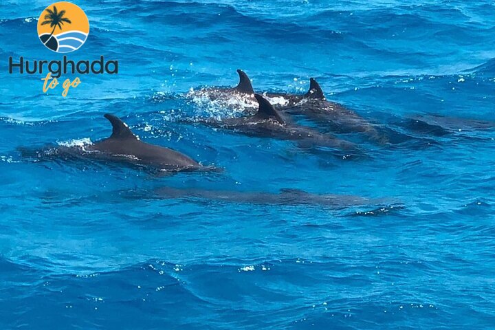 Dolphin House Tour from El Gouna : Swim & Snorkel