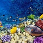 Abu Dabbab Trip from Hurghada – Discover a Marine Paradise with Turtles and Dugongs 2026
