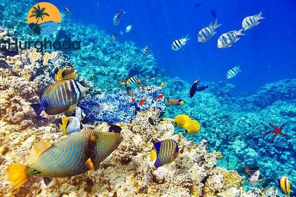 Hula Hula Island Travel Guide 2026 Snorkeling