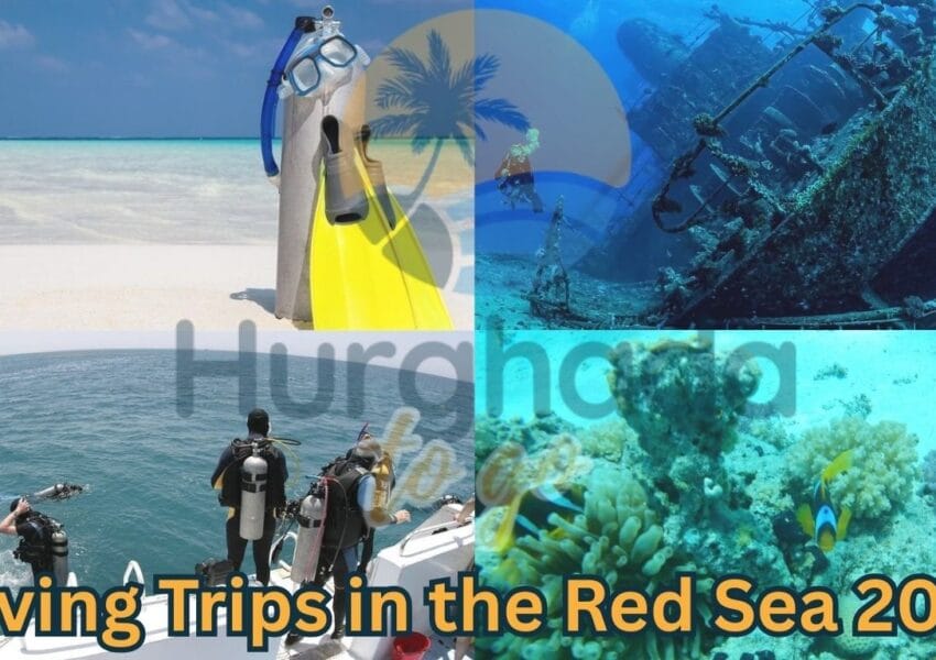 Diving Trips in the Red Sea 2026