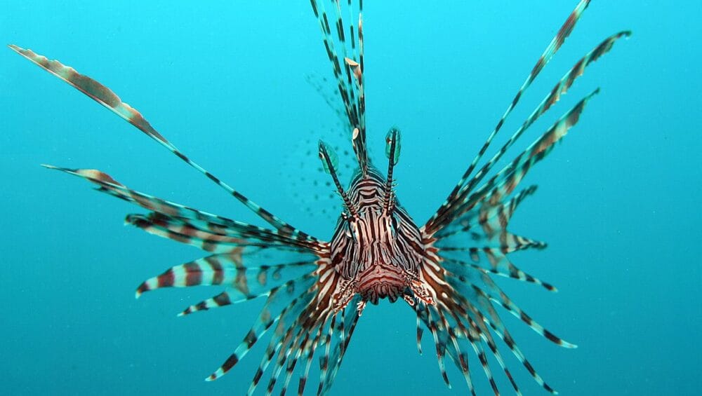 Red Sea Fishes