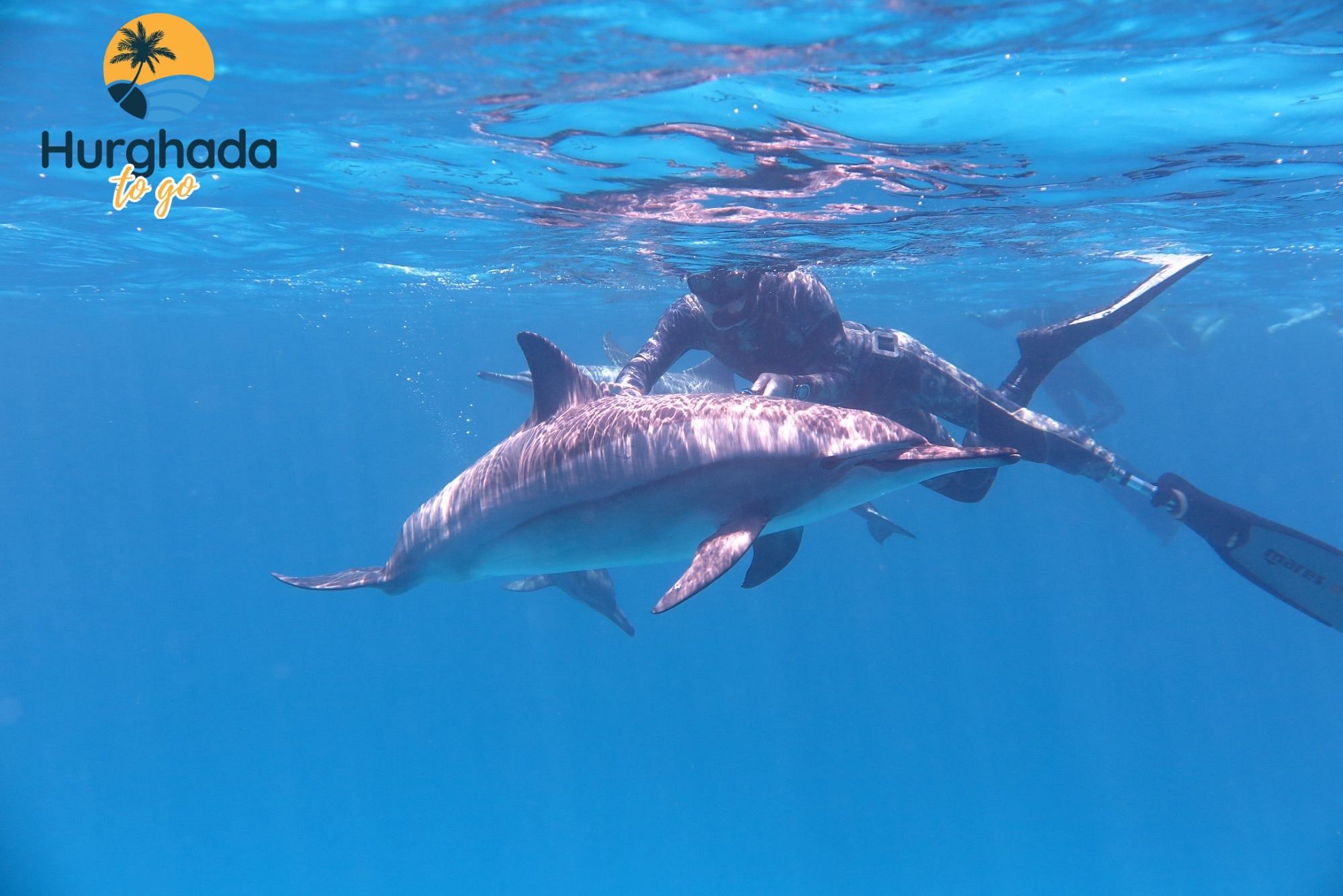 Dolphin House Trip in Hurghada 2026 Book online Dolphin House
