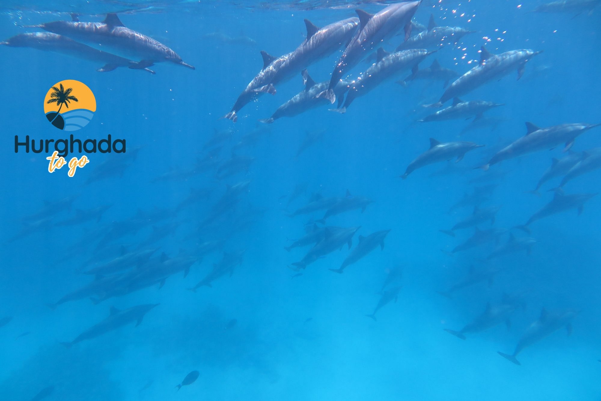 Dolphin House Trip in Hurghada 2026 Book online Spotting Wild Dolphins – The Highlight of Dolphin House Hurghada