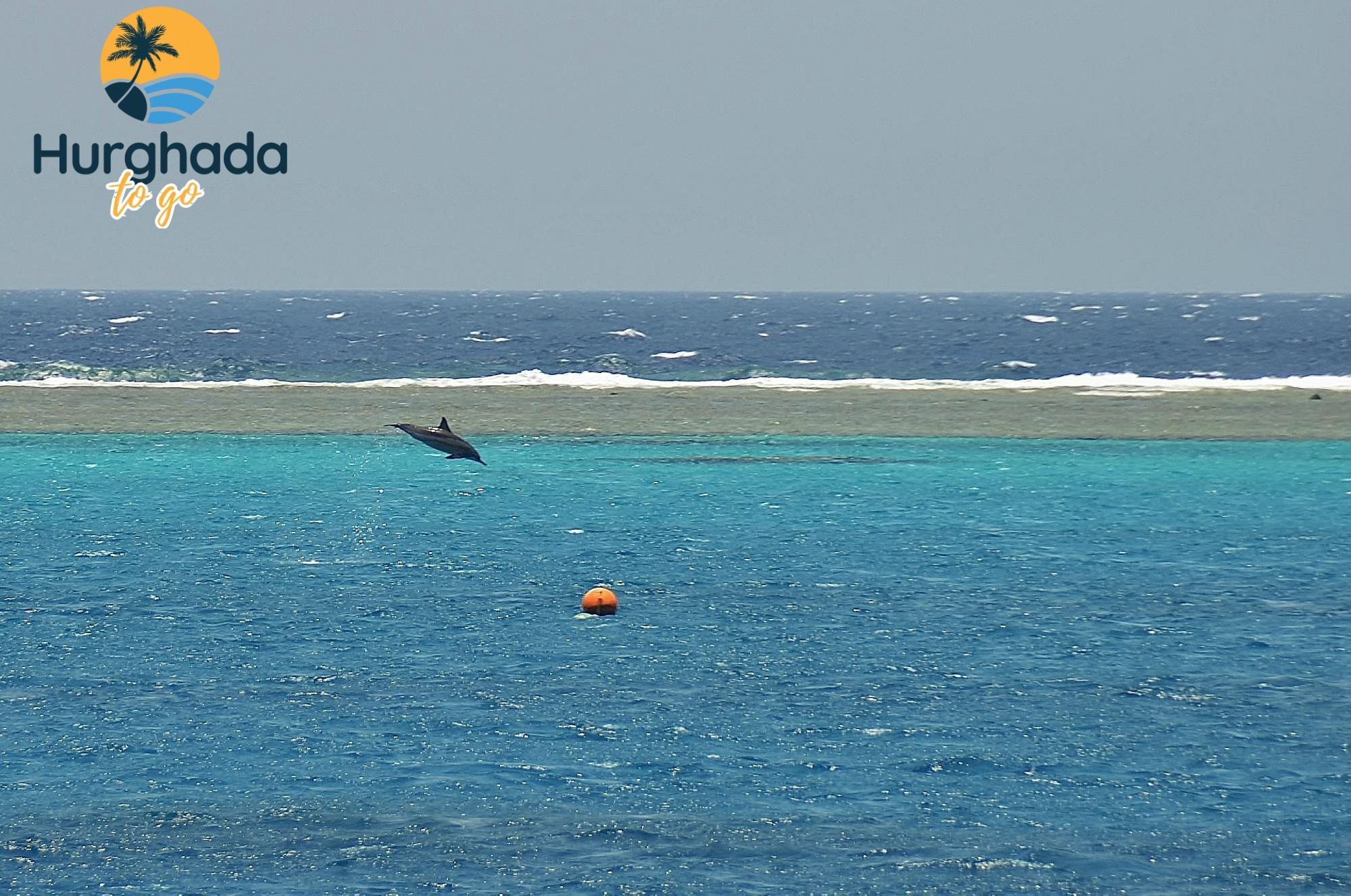 Dolphin House Trip in Hurghada 2026 Book online Spotting Wild Dolphins – The Highlight of Dolphin House Hurghada