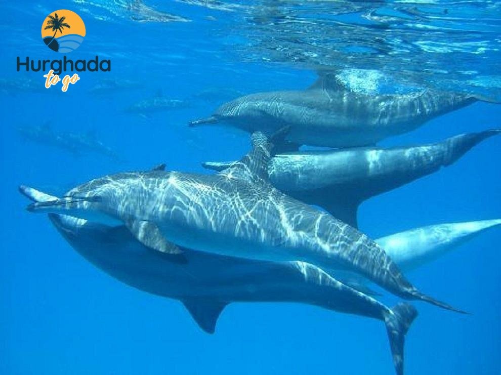Dolphin House Trip in Hurghada 2026 Book online Dolphin House